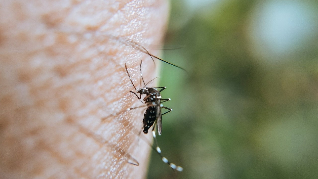 Sanidad confirma dos nuevos casos de fiebre del Nilo Occidental en Extremadura