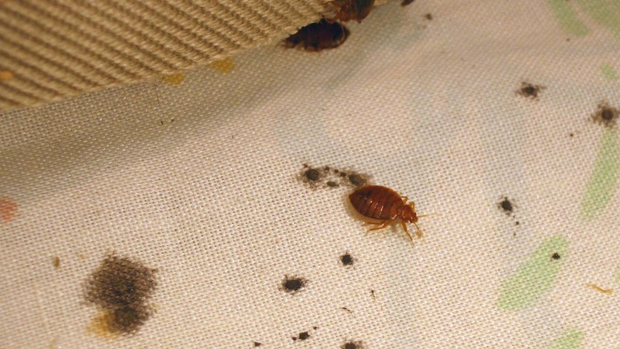 Las chinches no toman vacaciones navideñas