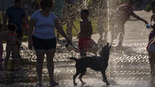 Perros sufriendo las olas de calor en Madrid y refrescándose en las fuentes