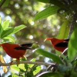 Una de las especies de ave que Perch, la nueva IA de Google, ha ayudado a conservar a los científicos y biólogos