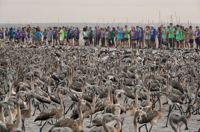 Cerca de 400 personas voluntarias participan en el anillamiento de unos 600 pollos de flamencos junto con la Junta de Andalucía en la Laguna de Fuente de Piedra