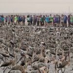 Cerca de 400 personas voluntarias participan en el anillamiento de unos 600 pollos de flamencos junto con la Junta de Andalucía en la Laguna de Fuente de Piedra