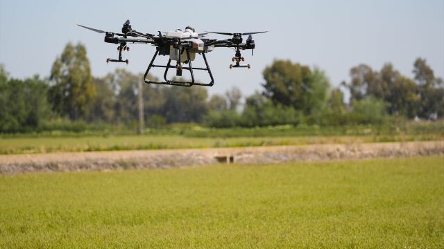 La Diputación de Sevilla refuerza desde este lunes los tratamientos aéreos contra mosquitos en 567 parcelas de arroz