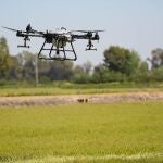 La Diputación de Sevilla refuerza desde este lunes los tratamientos aéreos contra mosquitos en 567 parcelas de arroz