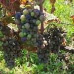 Alicante.- De la sequía al exceso de humedad: el mildiu daña hasta el 90% de la uva en campos de La Marina Alta
