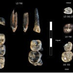 La clave se encuentra en 13 dientes hallados en en lugar