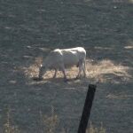 Los incendios forestales se ceban con los animales