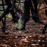 La planta capaz de soportarlo todo, incluso un incendio: poca gente la conoce 