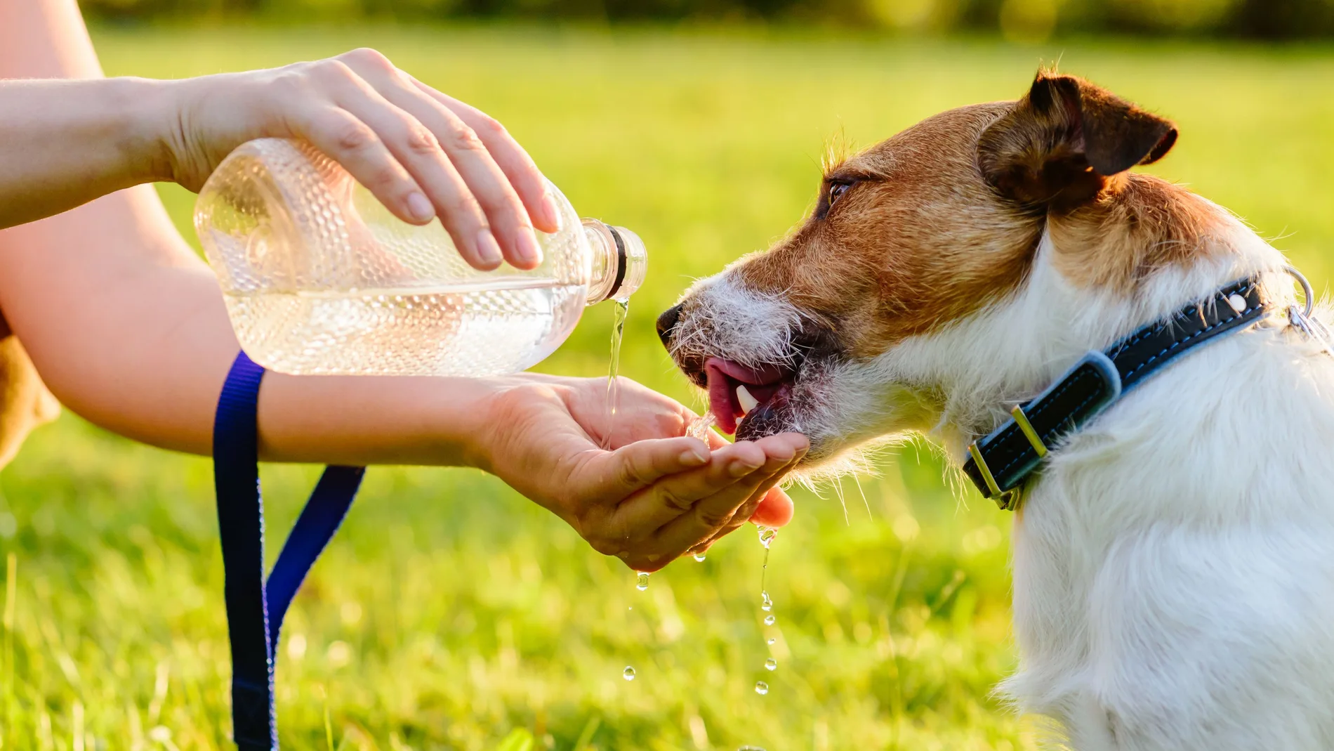 Perro bebiendo agua durante el paseo