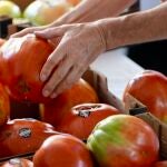 El mejor tomate huevo de toro alcanza un precio récord de 18.000 euros en Coín (Málaga)