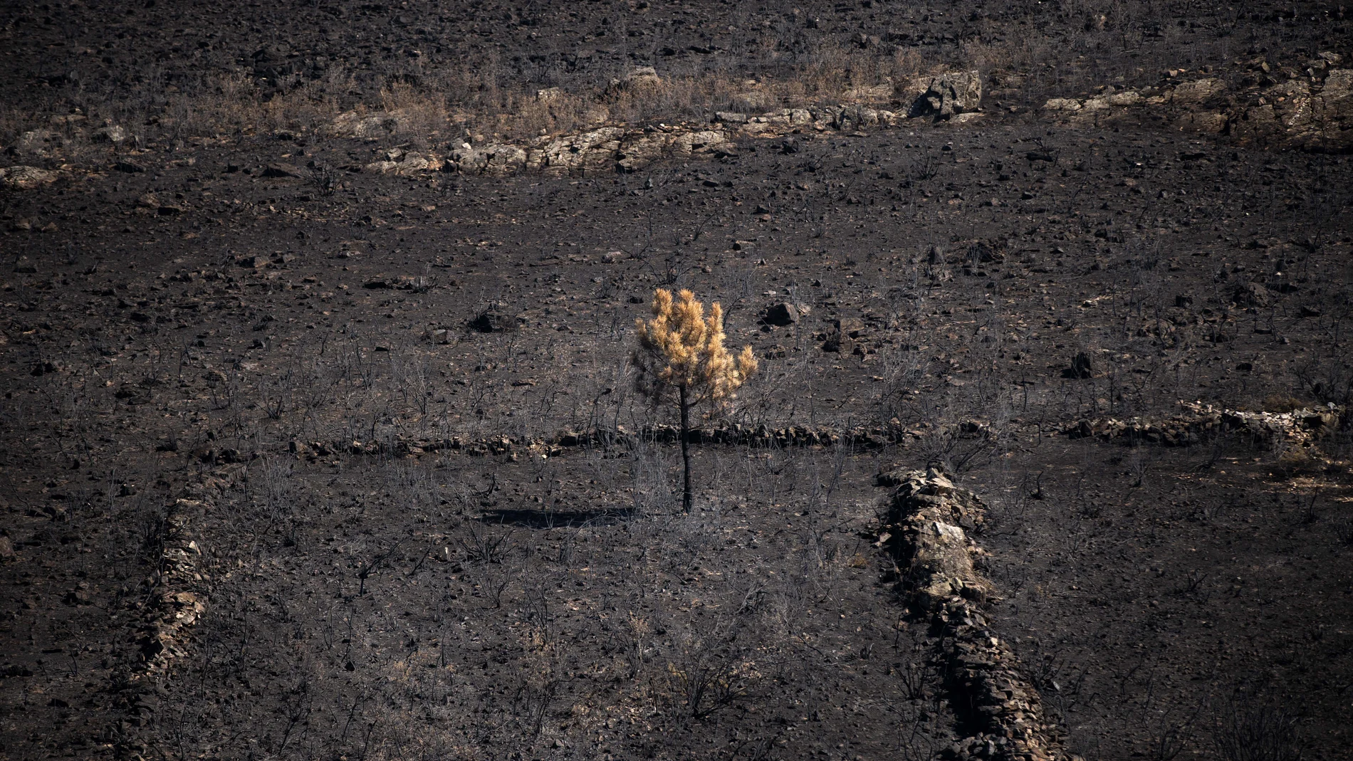 Zona calcinada por el incendio forestal que se originó en Puercas de Aliste, a 15 de agosto de 2025, en Puercas de Aliste, Zamora, Castilla y León (España). La Guardia Civil de Zamora detuvo ayer, 14 de agosto, a un varón como presunto autor de un delito de incendio forestal por imprudencia al provocar el incendio originado en Puercas de Aliste, fuego con Índice de Gravedad Potencial (IGR) 2 que ha arrasado 4.000 hectáreas en la provincia. 15 AGOSTO 2025;DETENCIÓN;DETENIDO;PUERCAS;ZAMORA;INC...