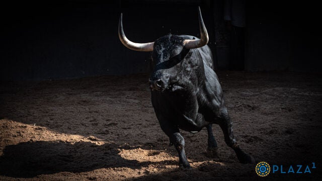Leña y cuajo en los de Toros de El Torero para la confirmación de Rafa Serna en el Día de la Virgen de la Paloma