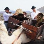 La Geria (Lanzarote) rememora la vendimia tradicional con camellos ante vecinos y turistas en la isla