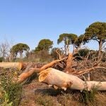 MURCIA.-Huermur denuncia la muerte del 70% de los pinos centenarios de Churra, protegidos por ley, y anuncia acciones judiciales