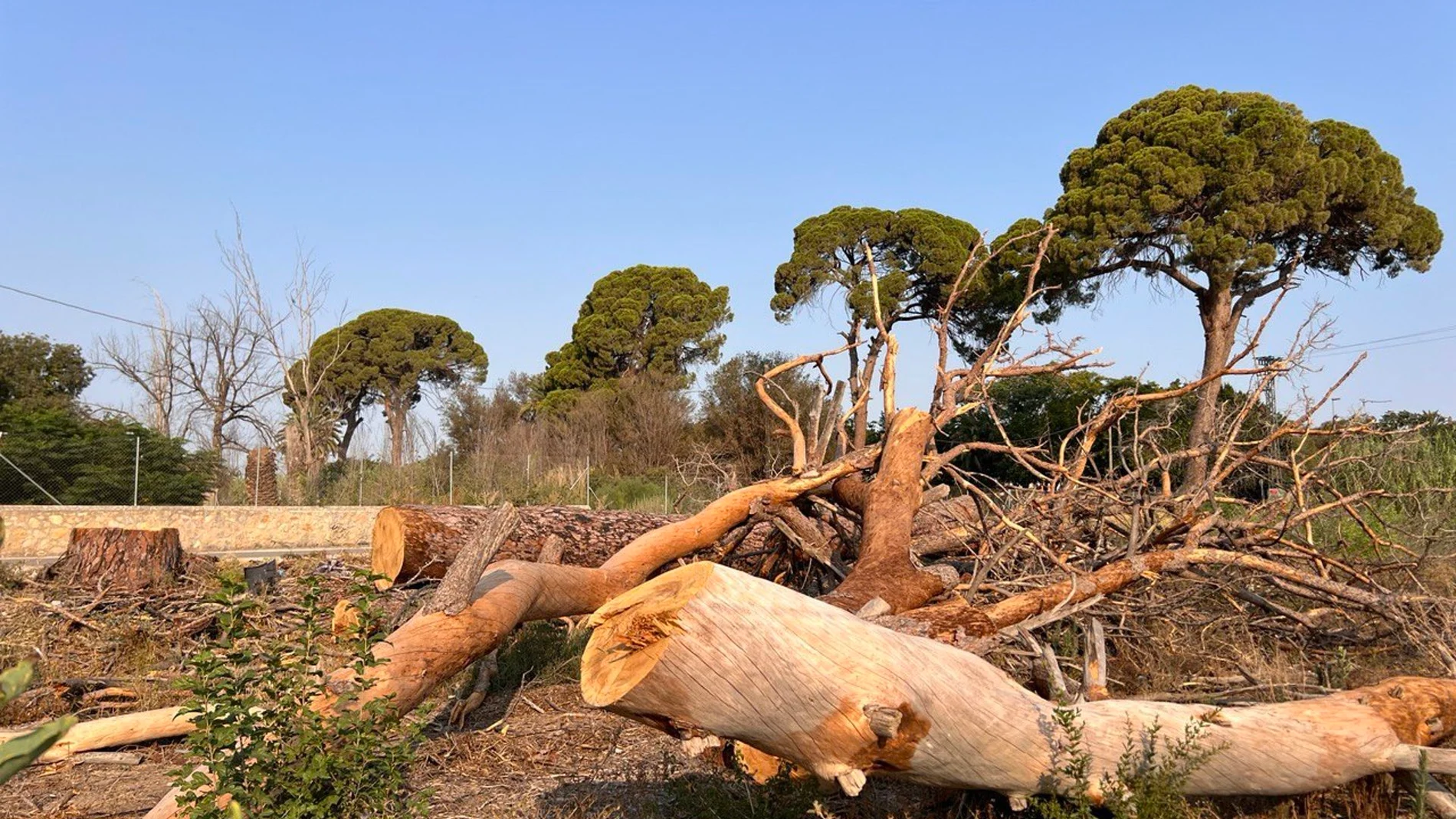 MURCIA.-Huermur denuncia la muerte del 70% de los pinos centenarios de Churra, protegidos por ley, y anuncia acciones judiciales