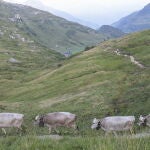 Cows move from high pastures to lower ones
