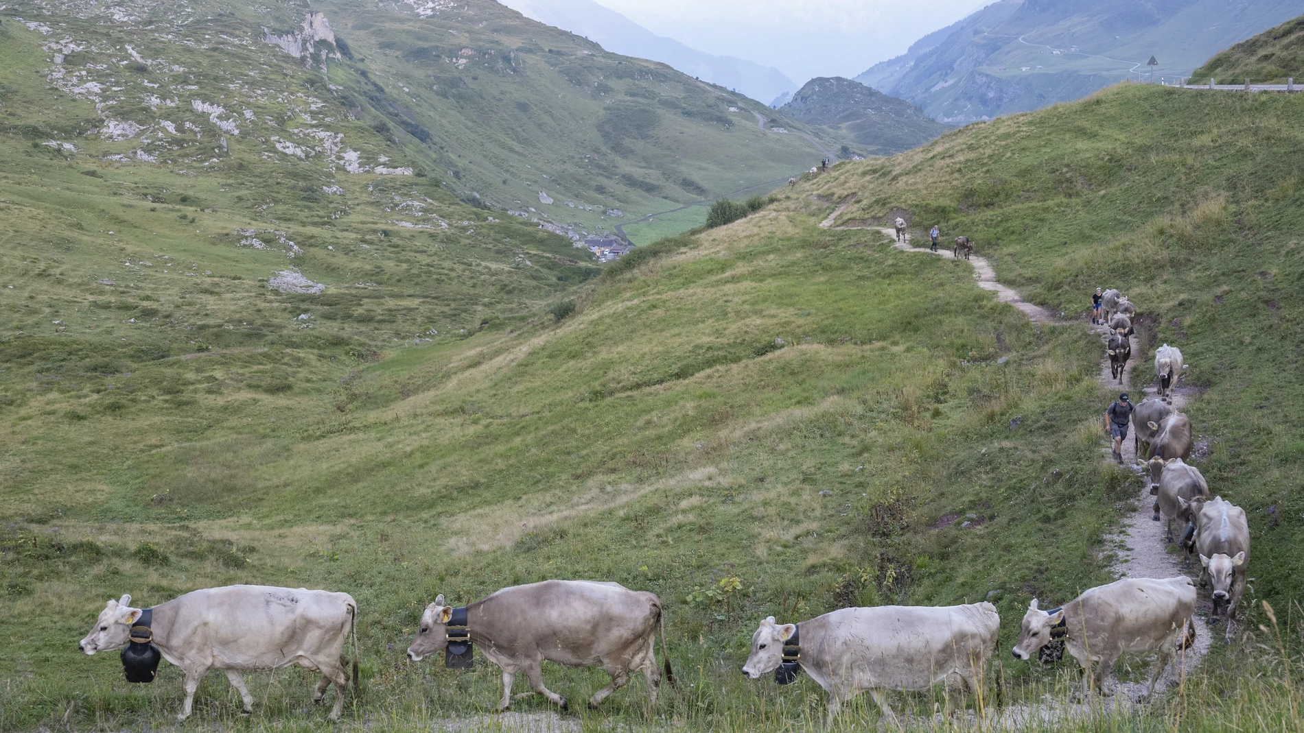 Klausen Pass (Switzerland), 16/08/2025.- Herdsmen lead cows during the ceremonial driving down of cattle called 'Bodaefahrt' from the mountain pastures into the valley on the Klausen Pass to Urnerboden, Switzerland, 16 August 2025. Some 40 Alpine farming families return on the same day to the Urnerboden with around 1,000 cows in an annual alpine descent after seven weeks of grazing in the Obertafel region. (Suiza) EFE/EPA/URS FLUEELER