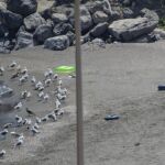 Dos menores migrantes entran a nado en Ceuta en una noche de alta presión migratoria