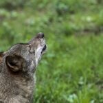 Plan del lobo en Asturias