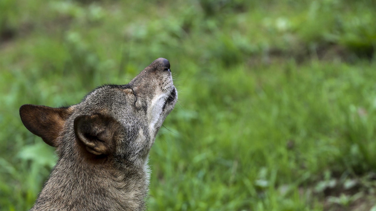 Asturias permitirá a los cazadores matar lobos en reservas donde suban los daños al ganado
