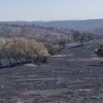 Jandilla calcinada: 80 % de la finca "Los Quintos" arrasada por voraces incendios