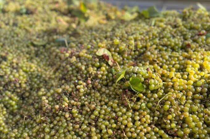 Los agricultores de viña de Requena-Utiel denuncian la "estrategia abusiva" de las principales bodegas al rebajar a la mitad el precio con respecto al año anterior