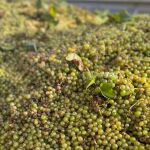 Los agricultores de viña de Requena-Utiel denuncian la "estrategia abusiva" de las principales bodegas al rebajar a la mitad el precio con respecto al año anterior