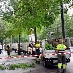 Labores de refaldeo en árboles de Murcia