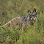 Cantabria amplía hasta el 8 de septiembre el periodo de alegaciones al nuevo Plan de Gestión del Lobo