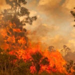 Cómo reaccionar ante un incendio forestal: consejos que te pueden salvar la vida