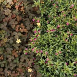 Plantas resistentes al calor y al otoño: 8 perennes para plantar en agosto