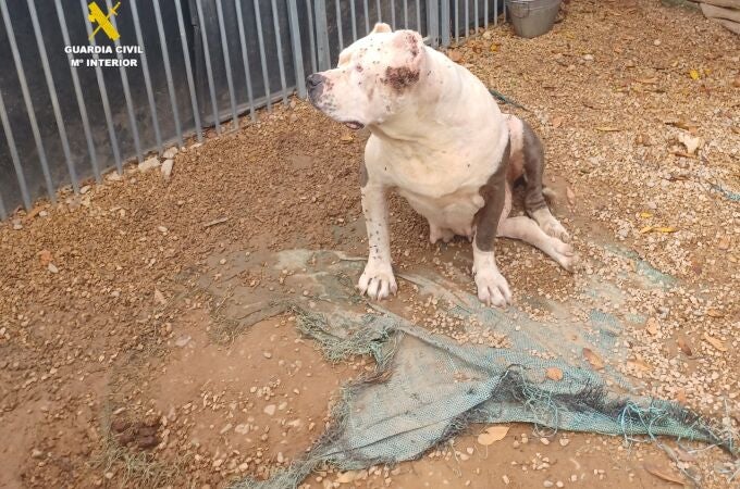 Sucesos.- Castellón.- El Seprona investiga por maltrato animal al cuidador de once perros en Benicarló