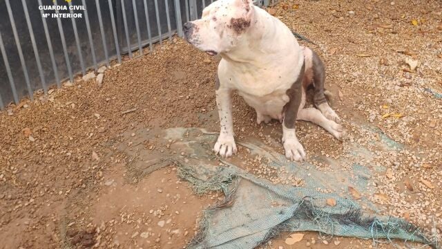 Sucesos.- Castellón.- El Seprona investiga por maltrato animal al cuidador de once perros en Benicarló