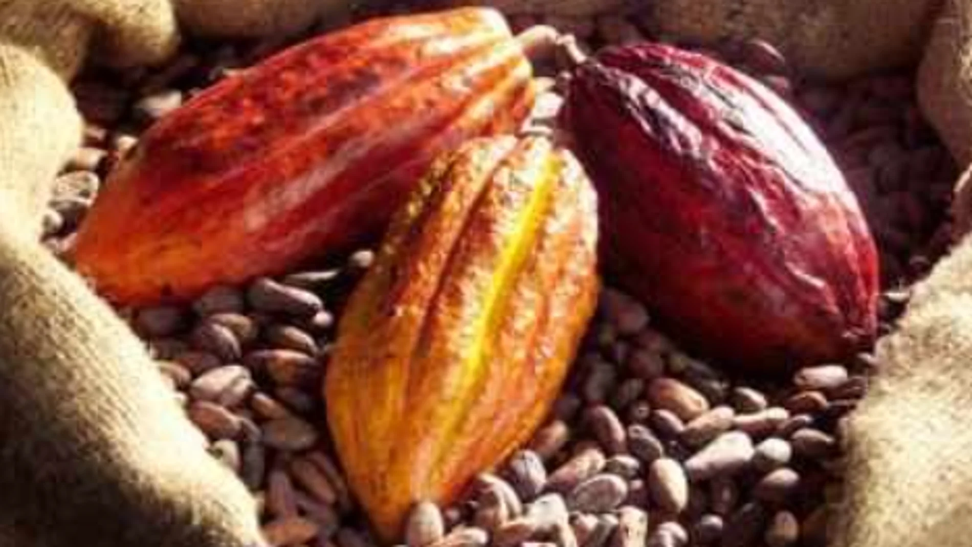 Estas bacterias podrían revolucionar la industria del chocolate