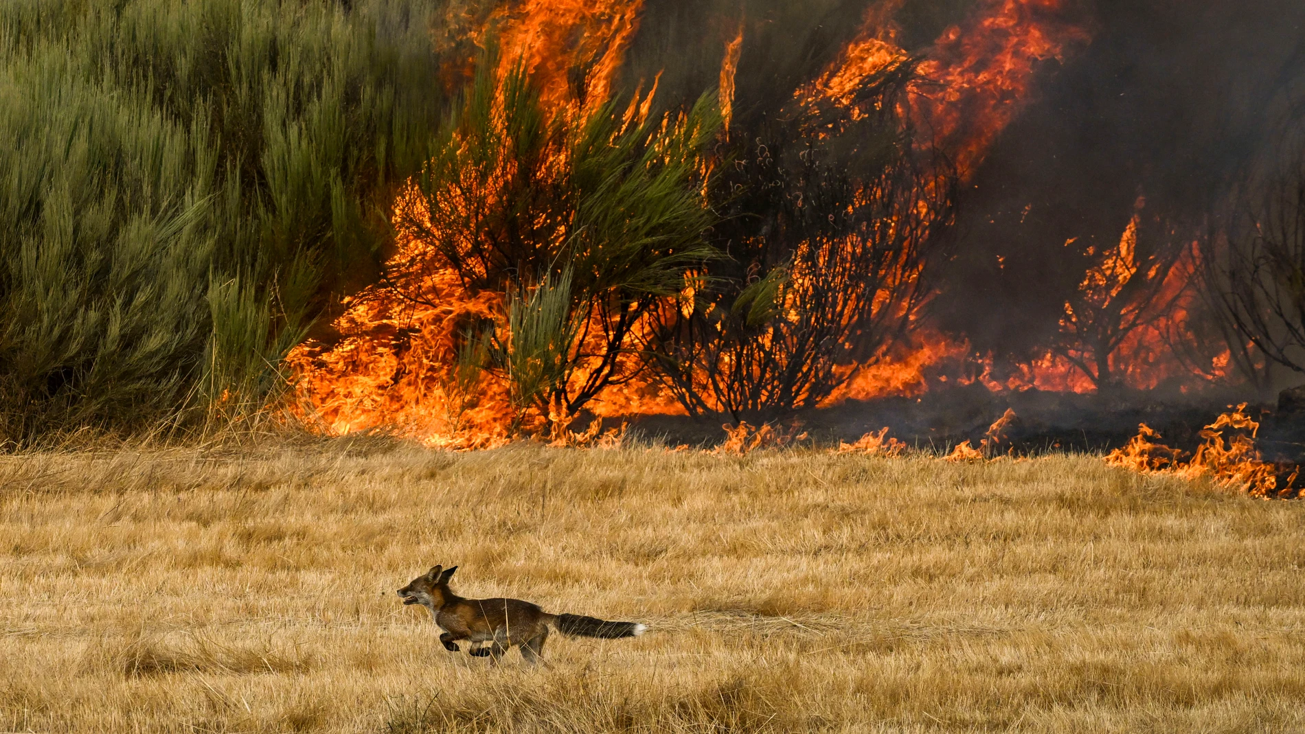 Un zorro escapa del fuego en un incendio en A Gudiña (Orense). EFE/Brais Lorenzo