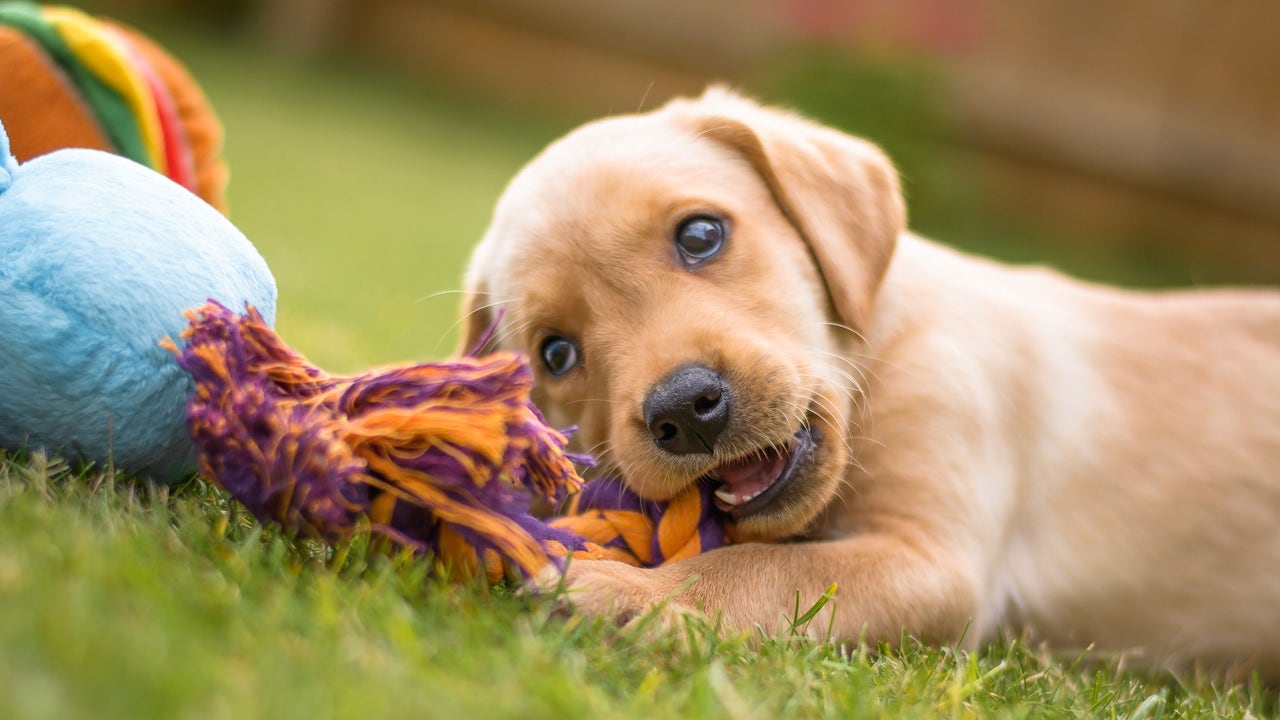 ¿Debo darle mis sobras al perro? Pocos lo saben, pero están cometiendo un error peligroso