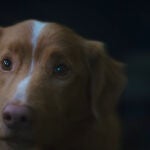 ¿Quién es un buen chico?