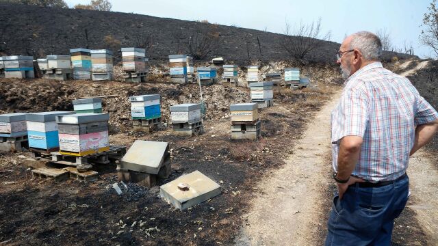 Galicia facilitará a apicultores afectados por incendios el acceso gratuito a parcelas del Banco de Tierras