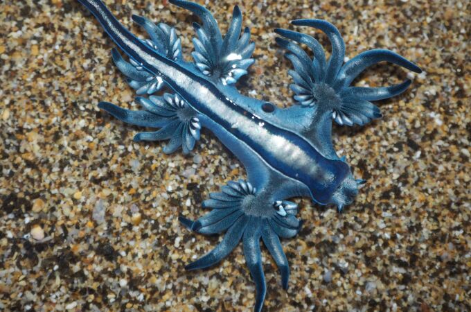 ¿Qué es el dragón azul'? La especie venenosa que ha obligado a cerras las playas de Guardamar del Segura (Alicante)