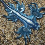 ¿Qué es el dragón azul'? La especie venenosa que ha obligado a cerras las playas de Guardamar del Segura (Alicante)