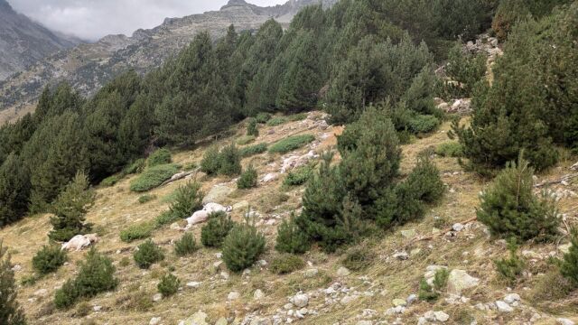Las ovejas fulminadas por un rayo en Lleida