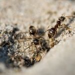 Por qué las hormigas son las aliadas invisibles que tu jardín necesita