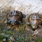 Fundación Bioparc y Medio Ambientd impulsan la repoblación del galápago europeo, en peligro de extinción en la Comunitat