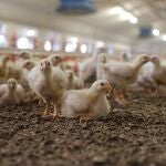 Las empresas andaluzas deben cumplir una exigente normativa medioambiental y están sujetas a inspecciones periódicas