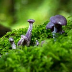 Laccaria amethystina, un hongo que crece en suelos ricos de amoníaco y nitrógeno