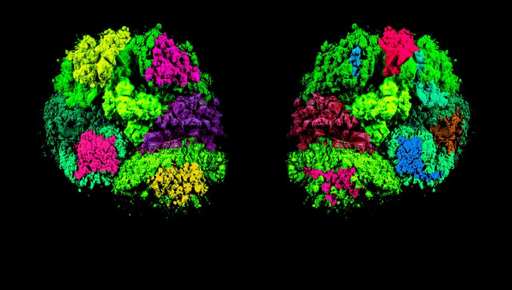 Ilustraci&oacute;n m&eacute;dica del cerebro con foco en el t&aacute;lamo, regi&oacute;n implicada en el autismo y la epilepsia