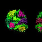 Ilustración del cerebro con foco en el tálamo, región implicada en el autismo y la epilepsia