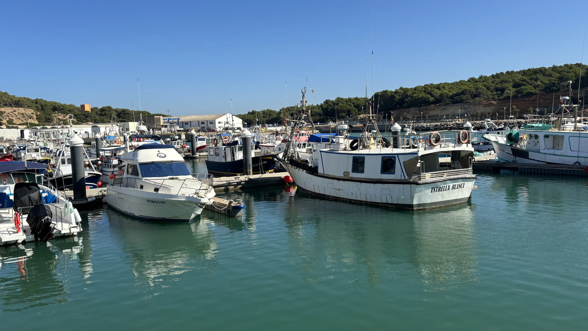 Barcos afectados por el alga asiática en Conil de la Frontera (Cádiz)