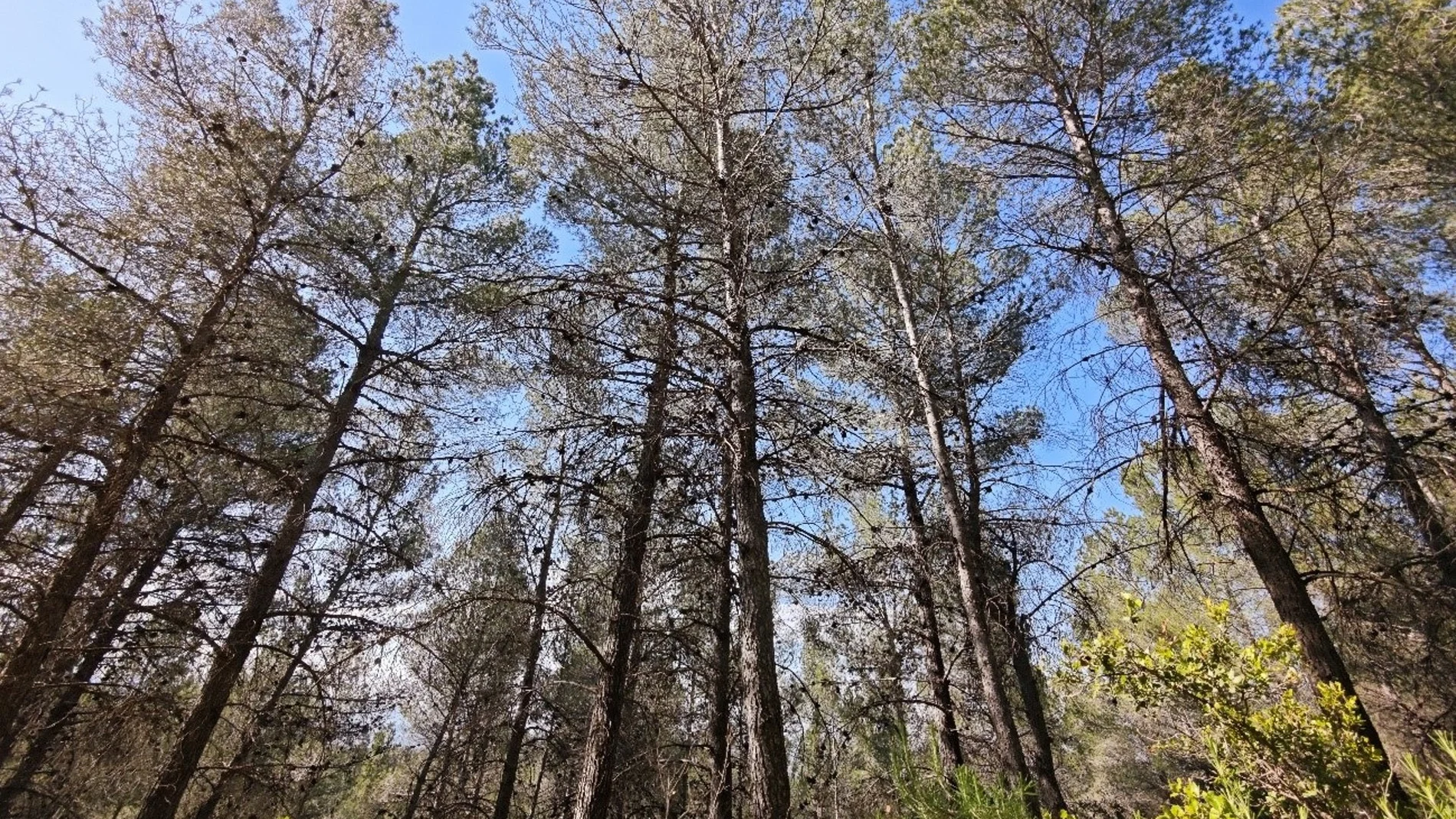 MURCIA.-La Comunidad impulsa un proyecto piloto para cuidar mejor los bosques de la Región frente a las sequías
