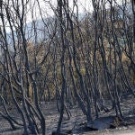 La UME concluye u trabajo en las labores de extinción del incendio forestal de Jarilla